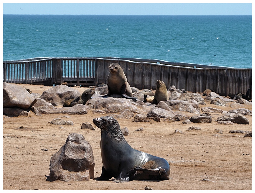 Cape Cross Seal Reserve