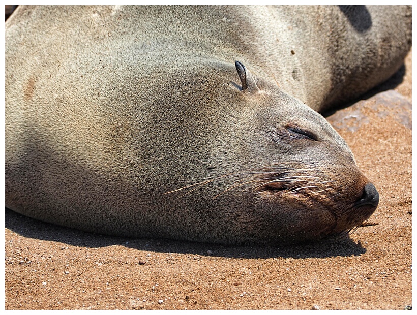 Cape Cross Seal Reserve