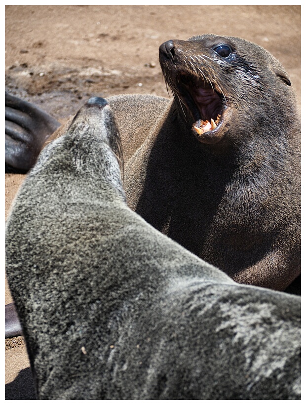 Cape Cross Seal Reserve