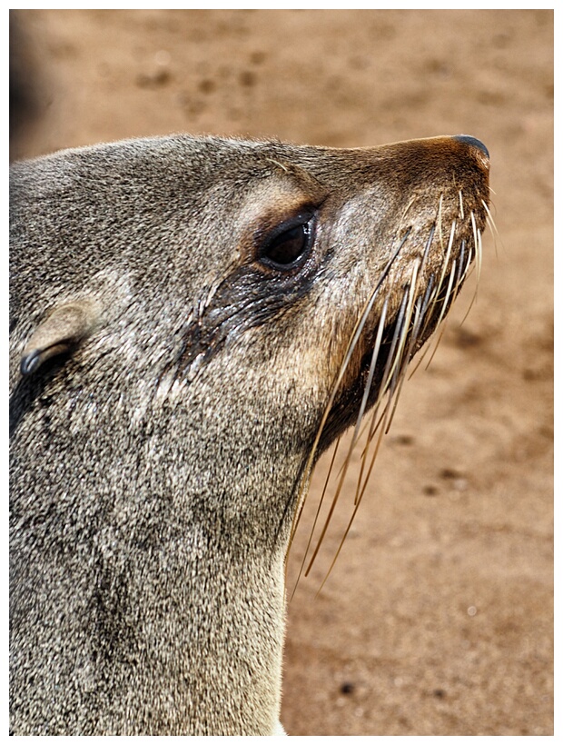 Cape Cross Seal Reserve