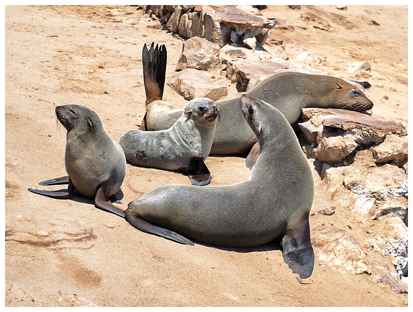 Cape Cross Seal Reserve