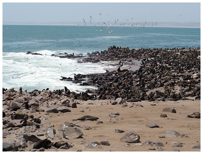 Cape Cross Seal Reserve