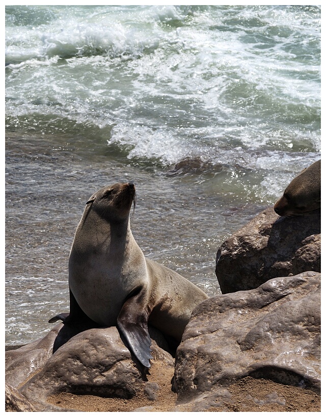 Cape Cross Seal Reserve