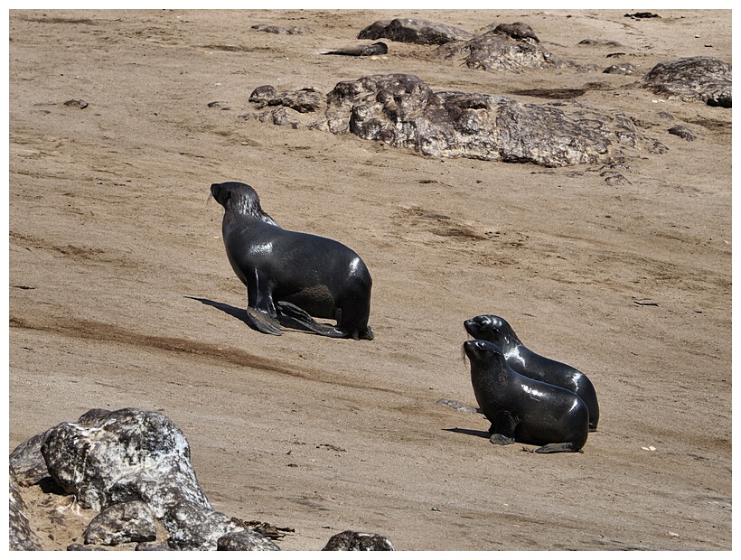 Cape Cross Seal Reserve