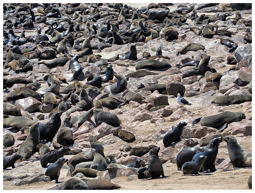 Cape Cross Seal Reserve