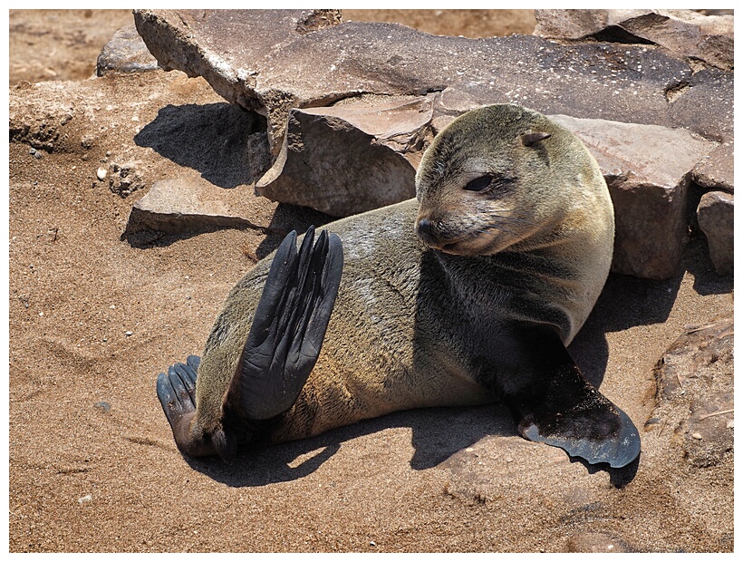 Cape Cross Seal Reserve