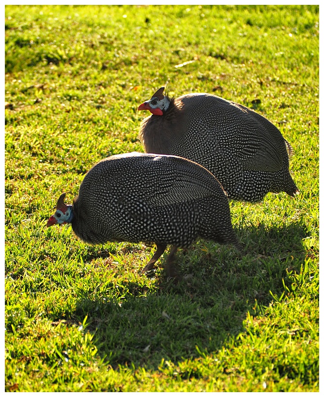 Guinea Fowl