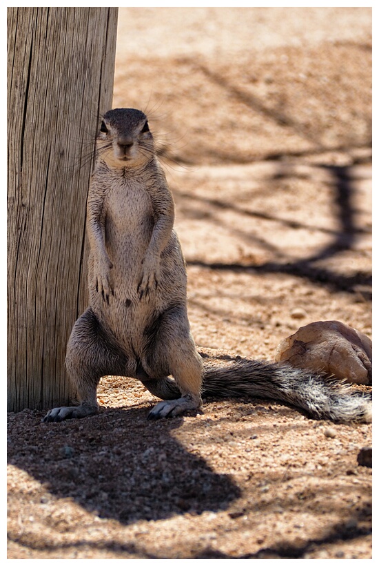 Ground Squirrel