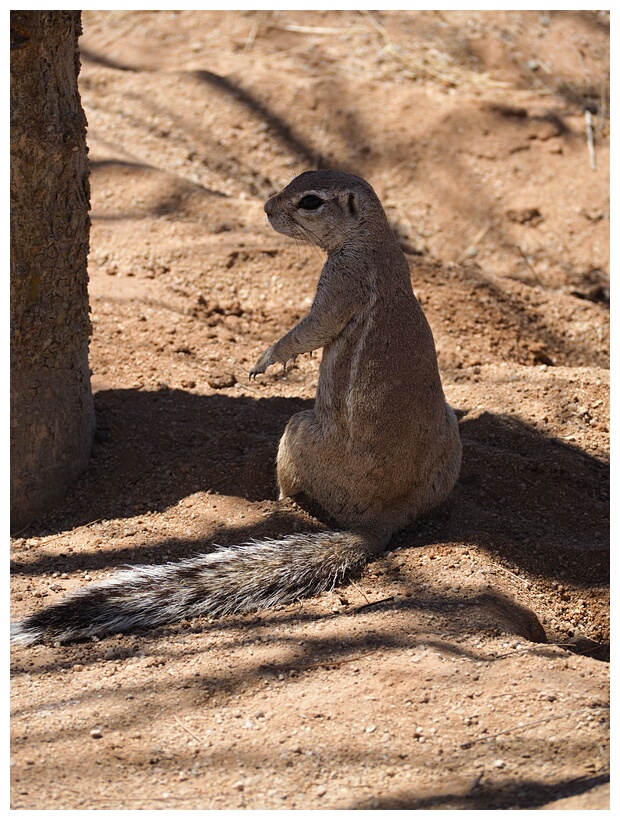 Ground Squirrel