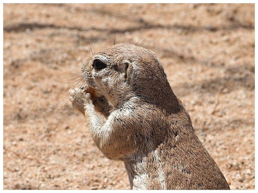 Ground Squirrel