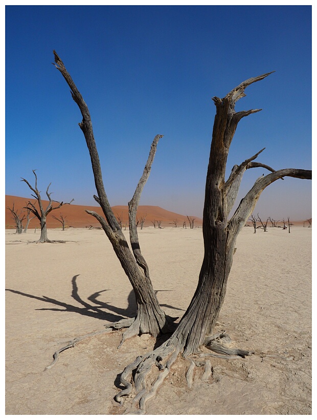 Deadvlei