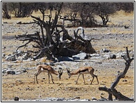 Etosha National Park