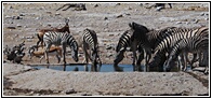 Etosha National Park