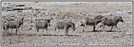 Etosha National Park