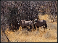 Etosha National Park