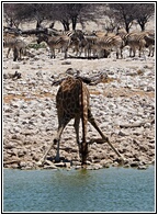 Etosha National Park