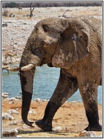 Etosha National Park