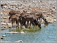 Etosha National Park