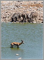 Etosha National Park