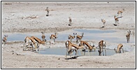 Etosha National Park