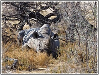 Etosha National Park