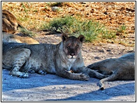 Etosha National Park