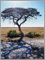 Etosha National Park