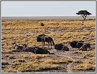 Etosha National Park