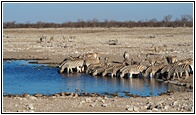 Etosha National Park