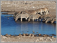 Etosha National Park