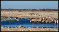 Etosha National Park