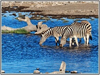 Etosha National Park