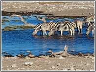 Etosha National Park