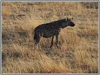 Etosha National Park