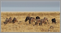 Etosha National Park