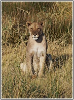 Etosha National Park