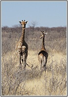 Etosha National Park