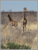 Etosha National Park