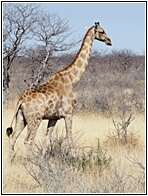 Etosha National Park