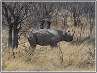 White Rhinocero