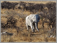 Ghost Elephant