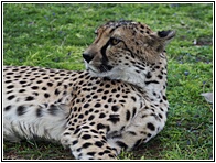 Cheetah Farm