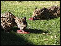 Cheetah Farm