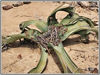 Welwitschia