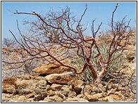 Petrified Forest