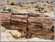 Petrified Forest