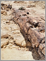 Petrified Forest