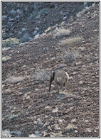 Desert Elephant