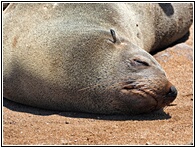 Cape Cross Seal Reserve