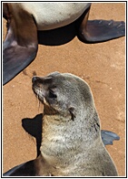 Cape Cross Seal Reserve